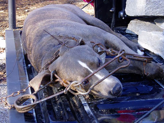Dog caught in Conibear trap - Trap Free Montana